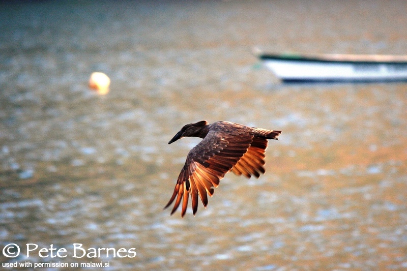 Lion's Cove 15